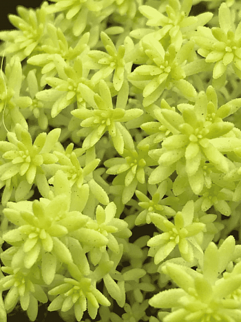 Очиток Golden Carpet