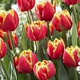 Тюльпан Махровый Cilesta