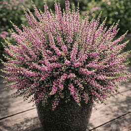 Вереск обыкновенный Carmen