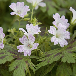 Герань оксфордская Катерина Адель