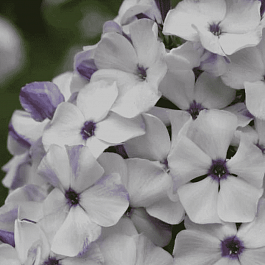 Флокс метельчатый Чайка