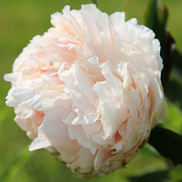 Пион травянистый Соланж