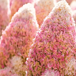 Гортензия метельчатая Summer Love