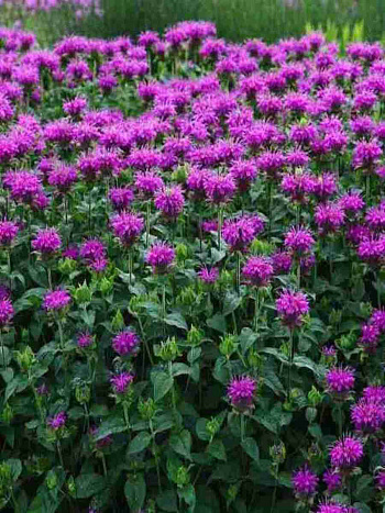 Монарда гибридная Prairienacht