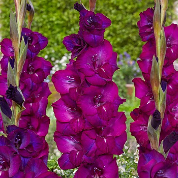 Гладиолус крупноцветковый Некст Левел