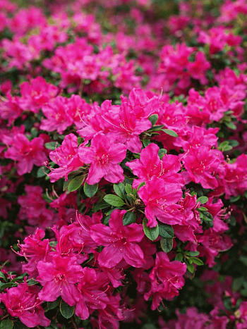 Рододендрон тупой Purpertraum