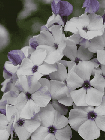 Флокс метельчатый Чайка