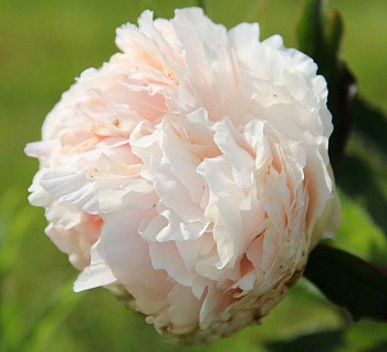 Пион травянистый Соланж