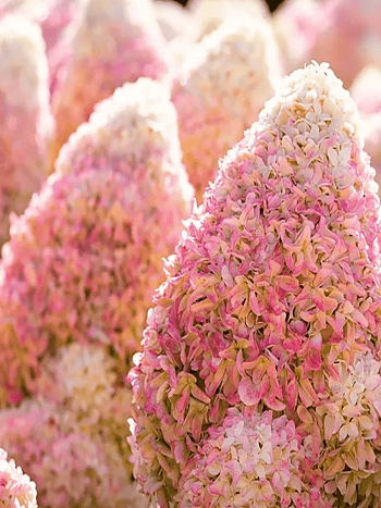 Гортензия метельчатая Summer Love