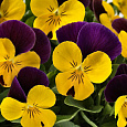 Фиалка рогатая Флорал Пауэр Голд Парпл Винг Фиалка рогатая Флорал Пауэр Голд Парпл Винг