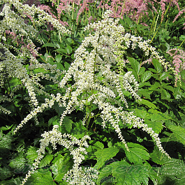 Астильба Тунберга Профессор Ван дер Вейлен