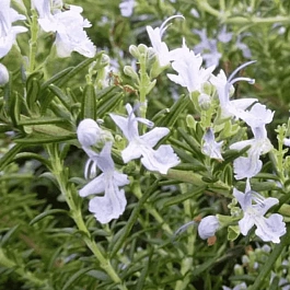 Розмарин лекарственный Capri