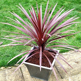 Кордилина южная