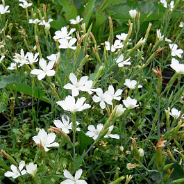 Гвоздика травянка Альбус НАБОР 2ШТ