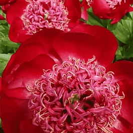 Пион Молочноцветковый Walter Mainz