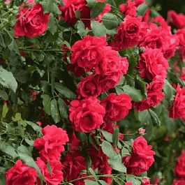 Роза плетистая Крымские зори