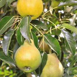 Груша Елена