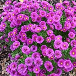 Астра кустарниковая Starlight