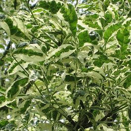 Ясень Argenteovariegata