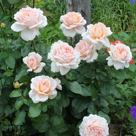 Роза Мейян чайно-гибридная Андре ле Нотр Роза Мейян чайно-гибридная Андре ле Нотр