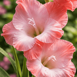 Гладиолус Cheops