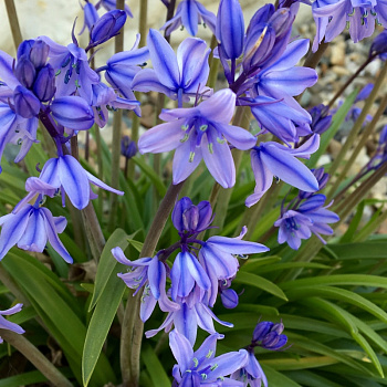 Пролеска колокольчатая Блу