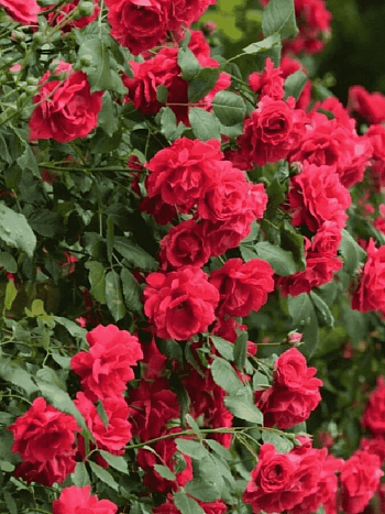 Роза плетистая Крымские зори