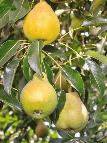 Груша Елена