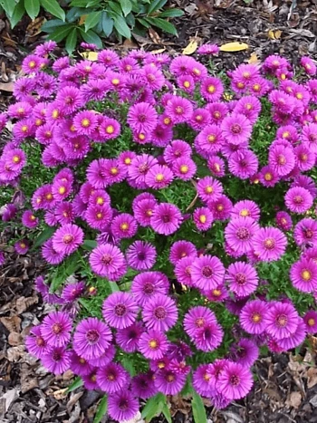 Астра кустарниковая Starlight