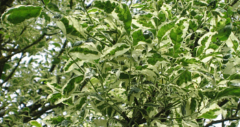 Ясень Argenteovariegata