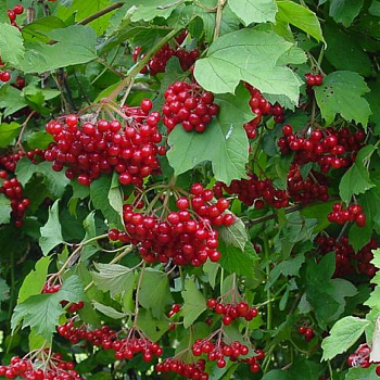 Калина красная Ульгень