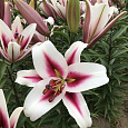 Лилия ОТ-гибрид Гаучо