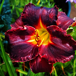 Лилейник гибридный Блэк Стокингз НАБОР 2ШТ (1+1)