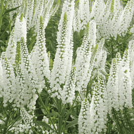 Вероника колосистая First Lady