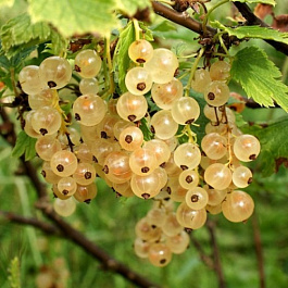 Смородина белая Вайт Перл