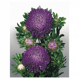 Астра Матадор Дип Блю