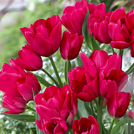 Тюльпан Merry Go Round