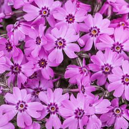 Флокс шиловидный Dark Rose Eye