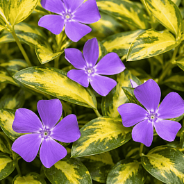 Барвинок малый Illumination