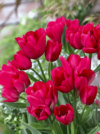 Тюльпан Merry Go Round