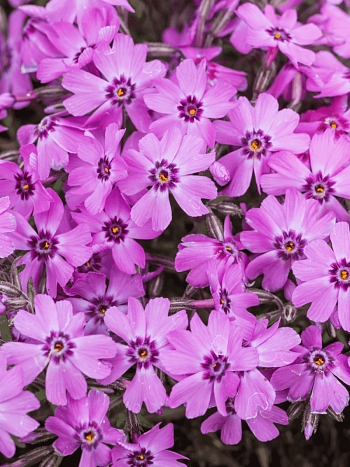 Флокс шиловидный Dark Rose Eye