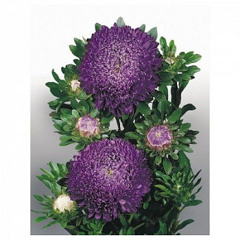 Астра Матадор Дип Блю Астра Матадор Дип Блю