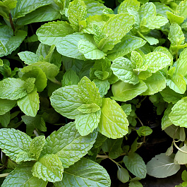 Мята перечная Mojito