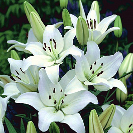 Лилия азиатская Кент НАБОР 2ШТ (1+1)