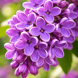 Сирень обыкновенная Сиреневое счастье