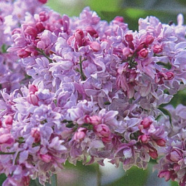 Сирень обыкновенная Нежность