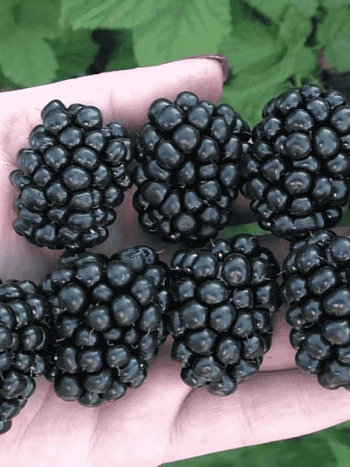 Ежевика Polar