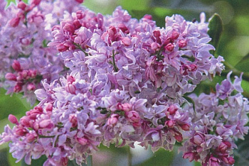 Сирень обыкновенная Нежность