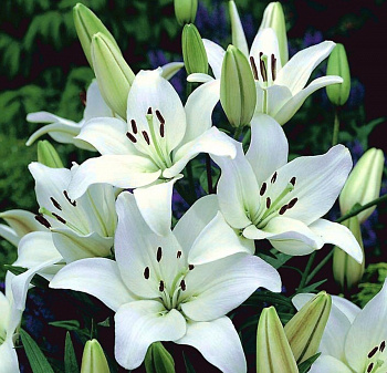 Лилия азиатская Кент НАБОР 2ШТ (1+1)