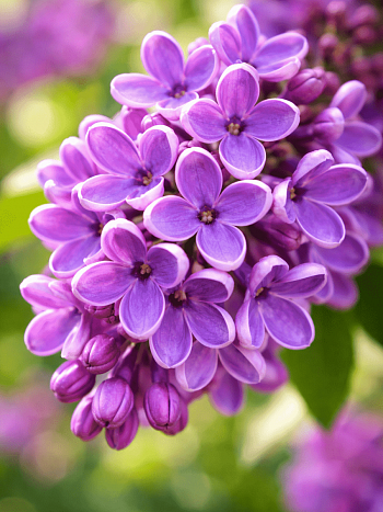 Сирень обыкновенная Сиреневое счастье